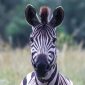 Which Safari Parks Suit Toddlers in Kenya?