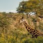 Why Are Kenya Safaris So Expensive? Real Cost Breakdown