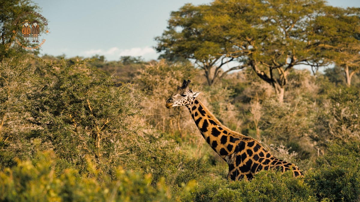 Why Are Kenya Safaris So Expensive? Real Cost Breakdown