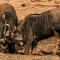 Why Do Wildebeest Cross the Mara River? Real Science