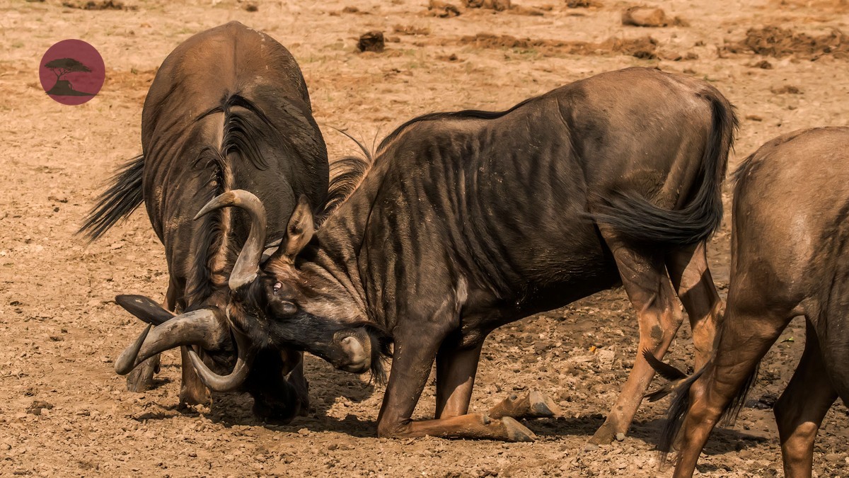 Why Do Wildebeest Cross the Mara River? Real Science