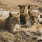 Chinese Speaking Travelers Kenya Safari: 7-Day Costs -- Photo by Yiğit KARAALİOĞLU on Pexels