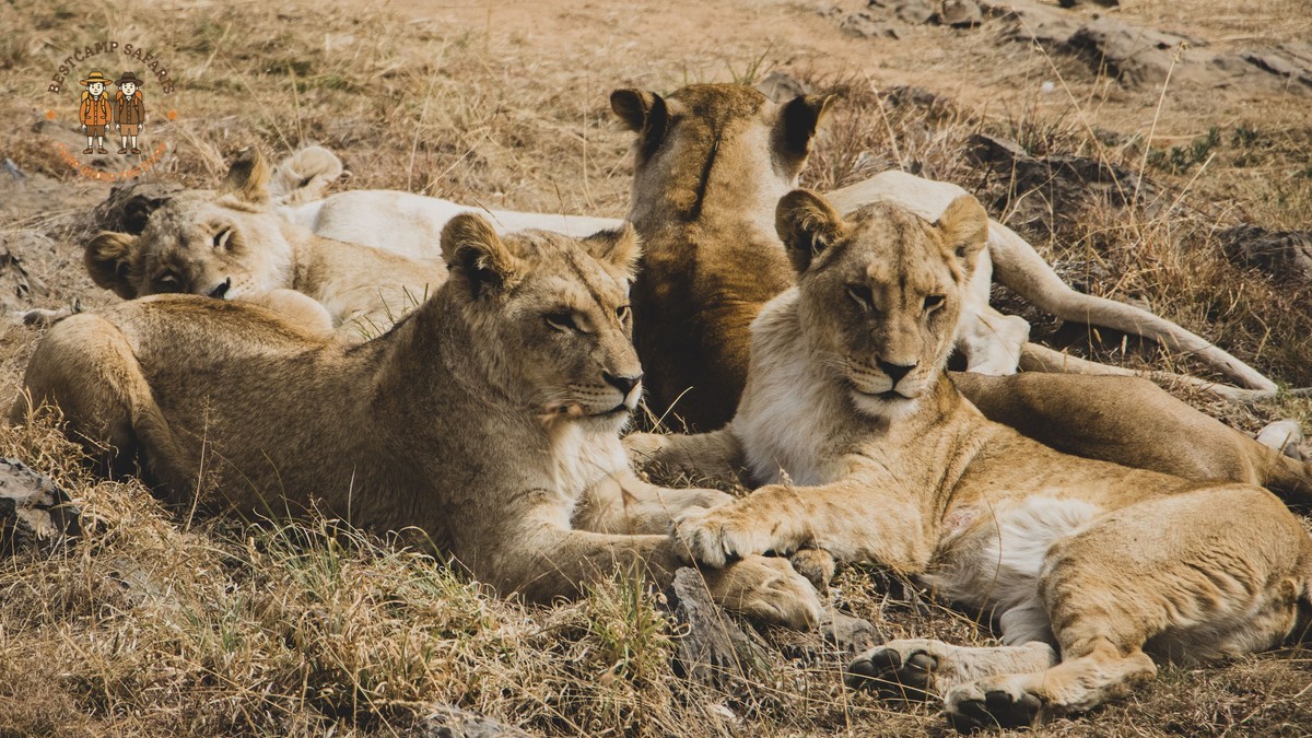 Chinese Speaking Travelers Kenya Safari: 7-Day Costs -- Photo by Yiğit KARAALİOĞLU on Pexels