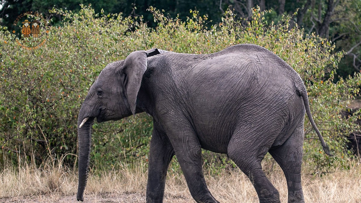Chyulu Hills Walking Safari Guide: Costs & Camps -- Photo by Mr Sketch on Pexels