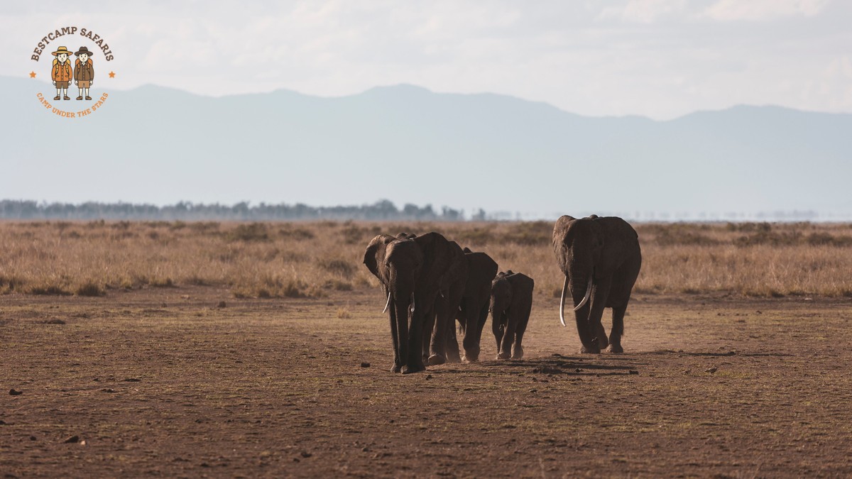 Chyulu Hills Walking Safari Guide: Costs & Camps - photo 2