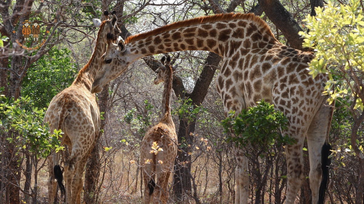 Kenya Camping Safari Family Tent Layout: One Tent or Two -- Photo by Charlene Du Toit on Pexels