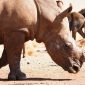 Halal Kenya Safari Guide for Arabic Speakers: 7 Days -- Photo by Jan Venter on Pexels
