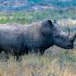 Kenya Safari Calving Season: Mara vs Ndutu Guide -- Photo by Mr Sketch on Pexels