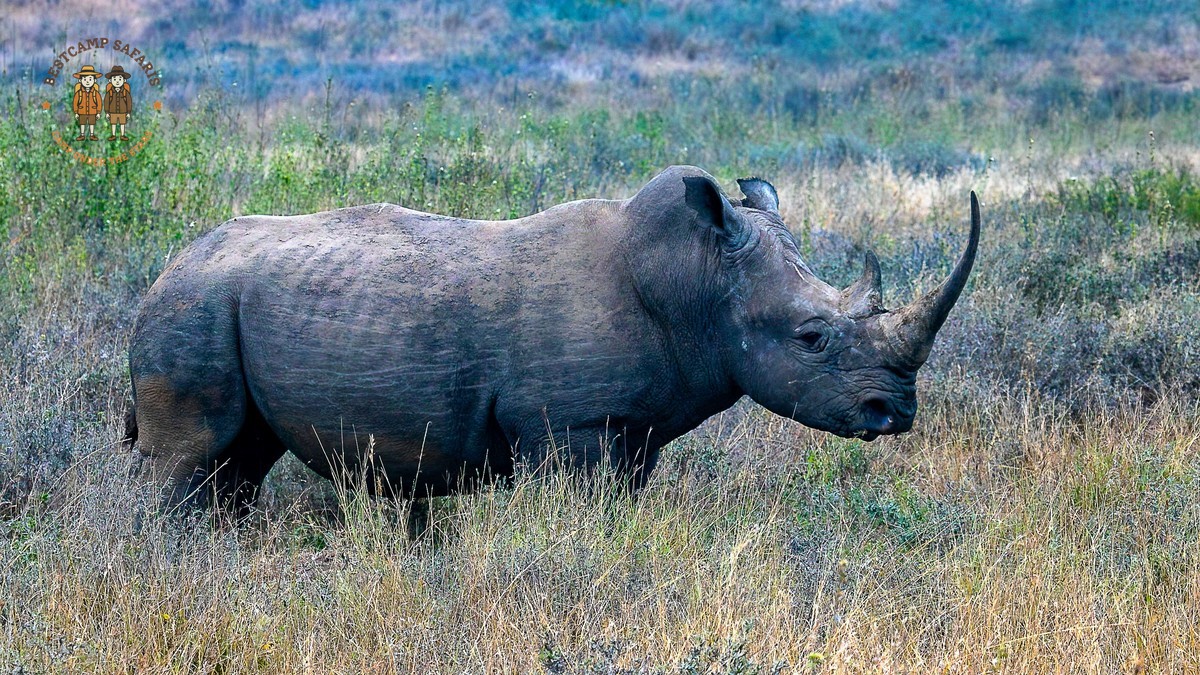 Kenya Safari Calving Season: Mara vs Ndutu Guide -- Photo by Mr Sketch on Pexels