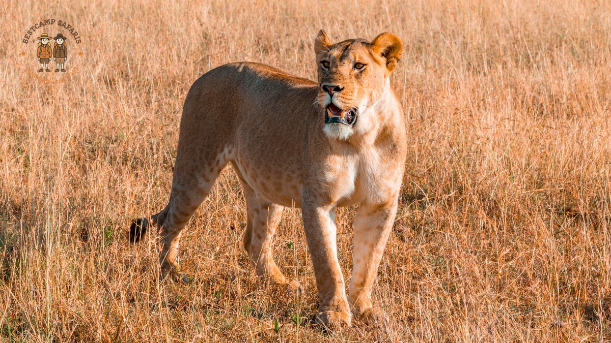 Kenya Safari Calving Season: Mara vs Ndutu Guide - photo 1