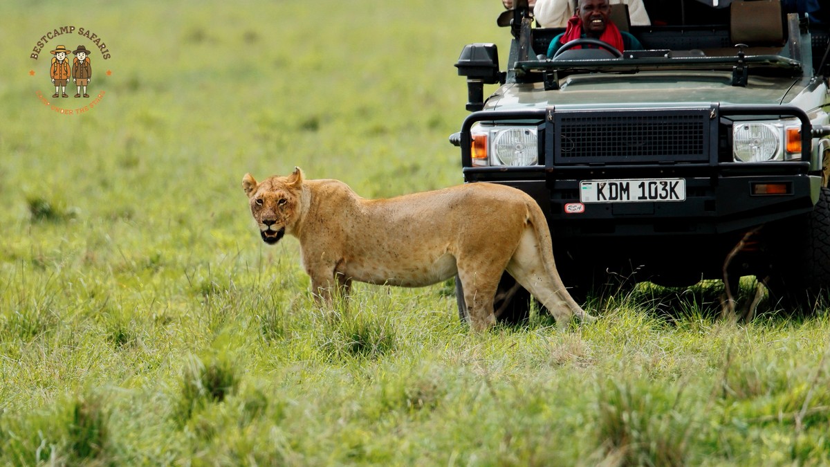 Kenya Safari Calving Season: Mara vs Ndutu Guide - photo 2