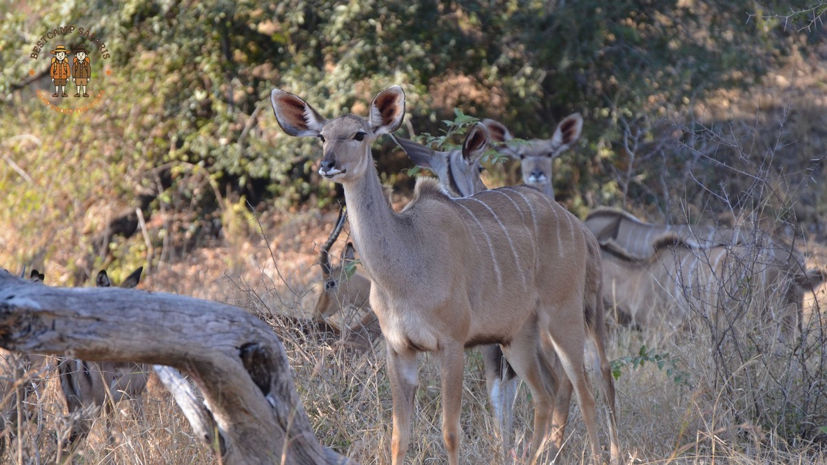 Kenya Safari Cantonese Speakers: Route, Cost & Booking Tips -- Photo by loek fernengel on Pexels