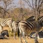 Amboseli to Masai Mara: Kenya Safari Guide -- Photo by Francesco Ungaro on Pexels