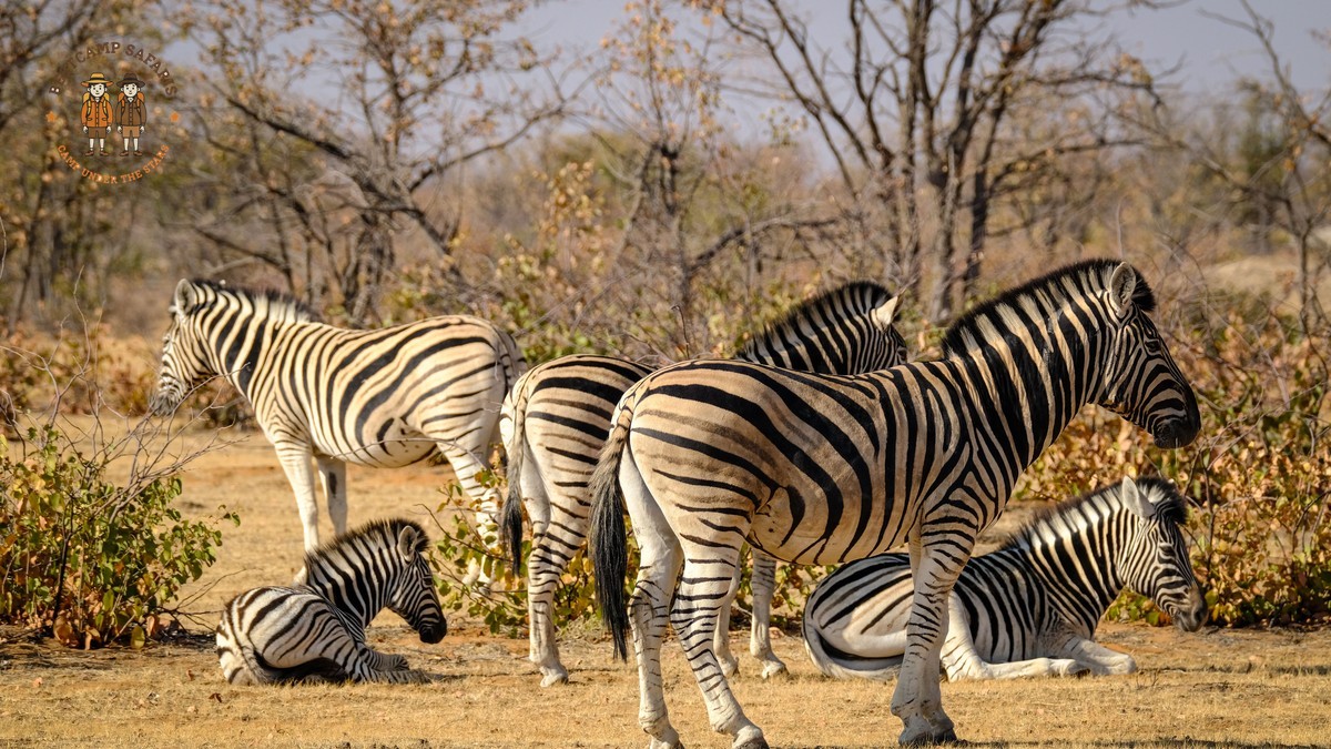 Amboseli to Masai Mara: Kenya Safari Guide -- Photo by Francesco Ungaro on Pexels