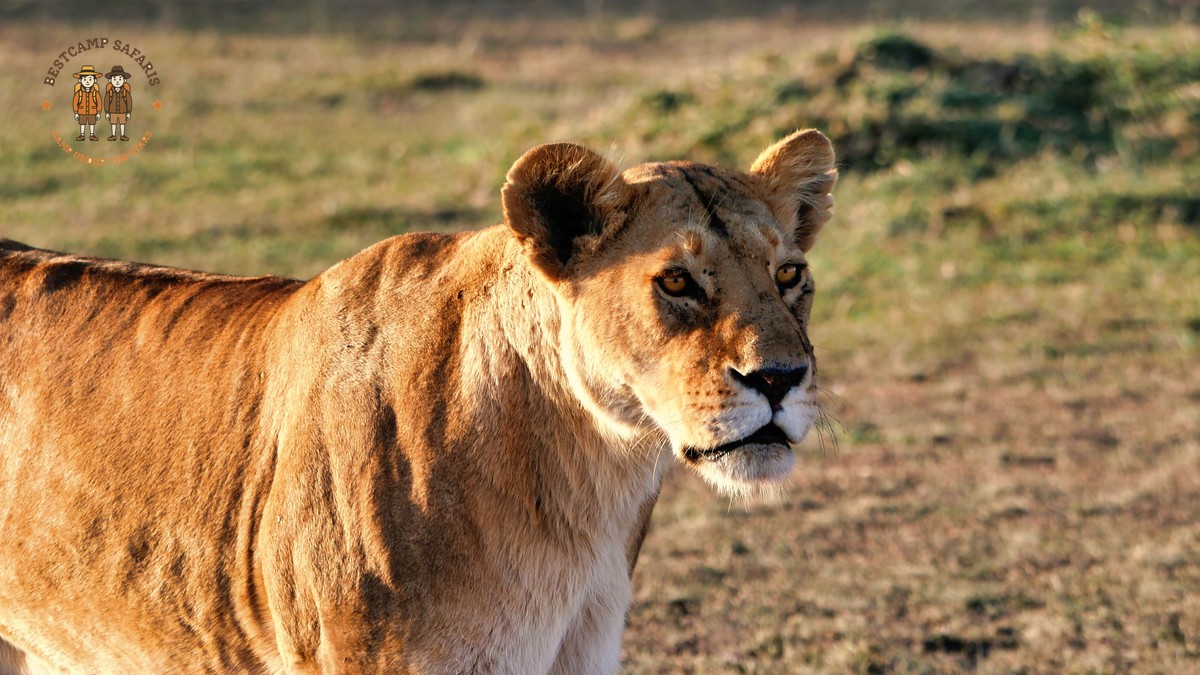 Amboseli to Masai Mara: Kenya Safari Guide - photo 1