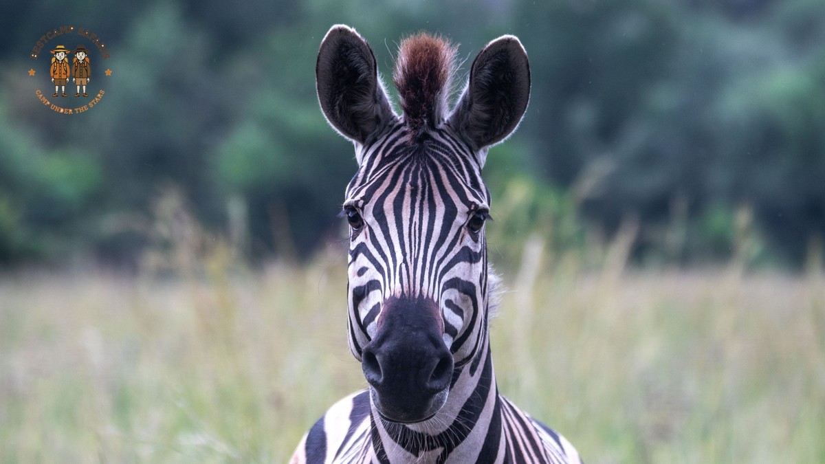 Finnish Travelers' Kenya Safari Costs: 7-Day EUR Guide -- Photo by Magda Ehlers on Pexels