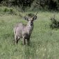 Kenya Safari Hausa Speakers: 7-Day Plan & Costs -- Photo by Charmain Jansen van Rensburg on Pexels
