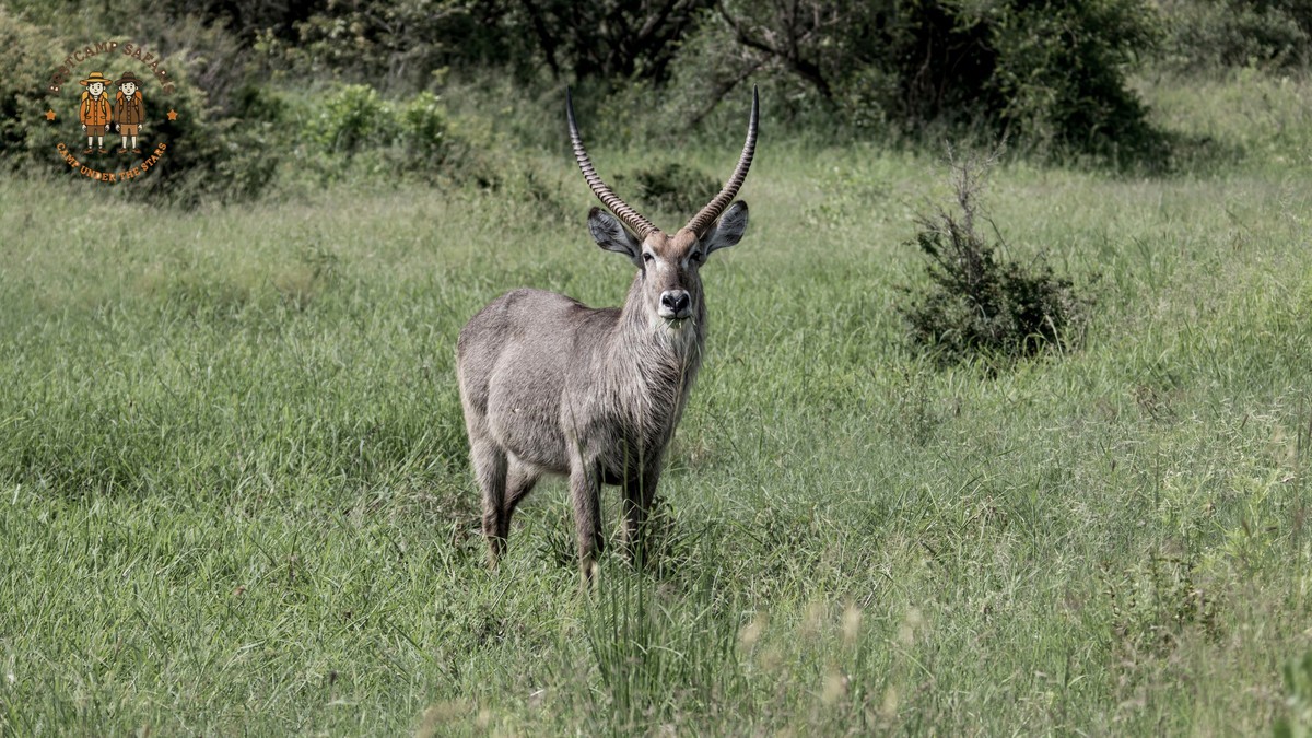 Kenya Safari Hausa Speakers: 7-Day Plan & Costs -- Photo by Charmain Jansen van Rensburg on Pexels