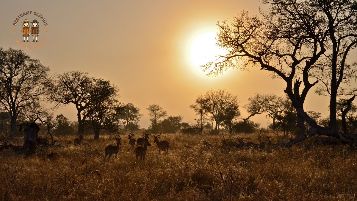 Kenya Safari Hausa Speakers: 7-Day Plan & Costs - photo 1