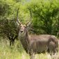 Kenya Safari for Korean Speaking Travelers: What It Costs -- Photo by Charmain Jansen van Rensburg on Pexels