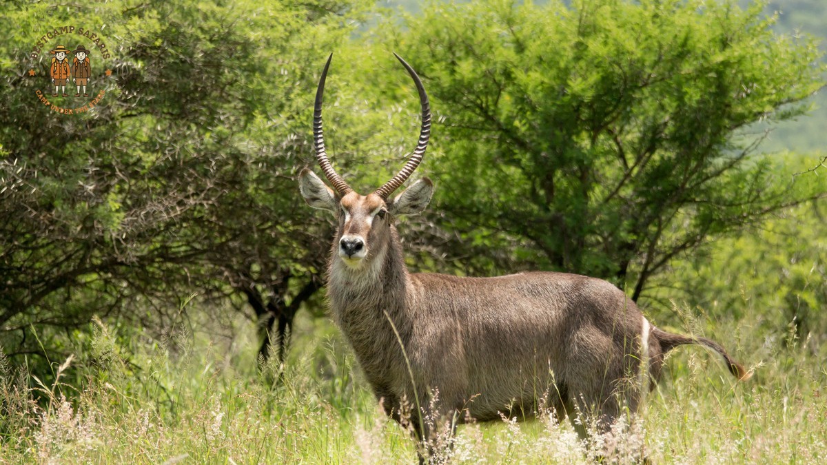 Kenya Safari for Korean Speaking Travelers: What It Costs -- Photo by Charmain Jansen van Rensburg on Pexels