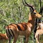 Kenya Safari for Marathi Speaking Travelers: Costs and Guide -- Photo by Jeffrey Eisen on Pexels