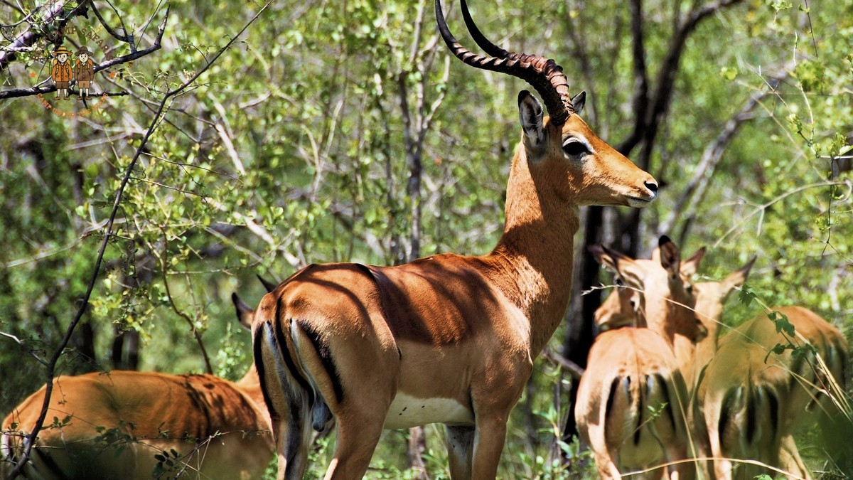 Kenya Safari for Marathi Speaking Travelers: Costs and Guide -- Photo by Jeffrey Eisen on Pexels