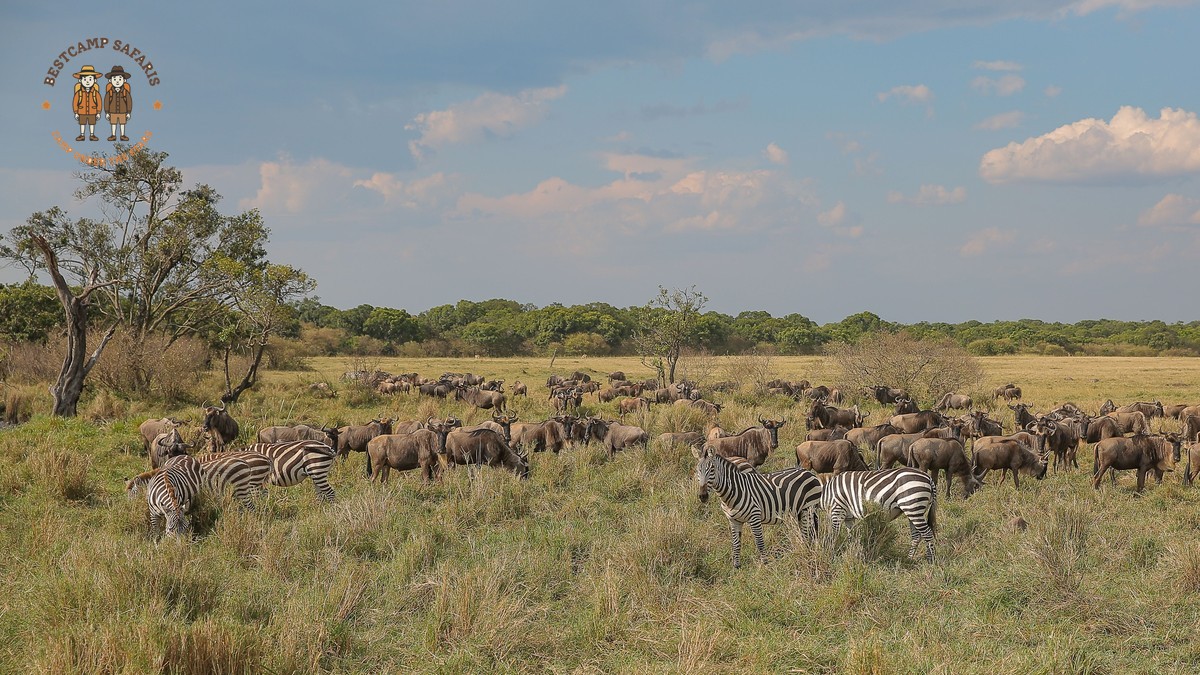 Kenya safari migration crowds avoid: Quieter Mara Months -- Photo by Twilight Kenya on Pexels