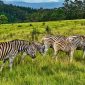 Kenya safari for Norwegian speakers: 7-Day NOK Costs -- Photo by Ben Todela on Pexels