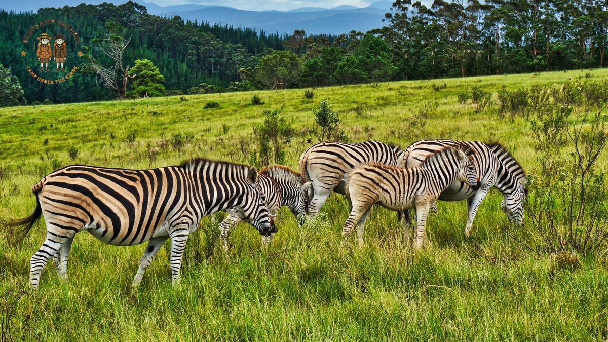 Kenya safari for Norwegian speakers: 7-Day NOK Costs -- Photo by Ben Todela on Pexels