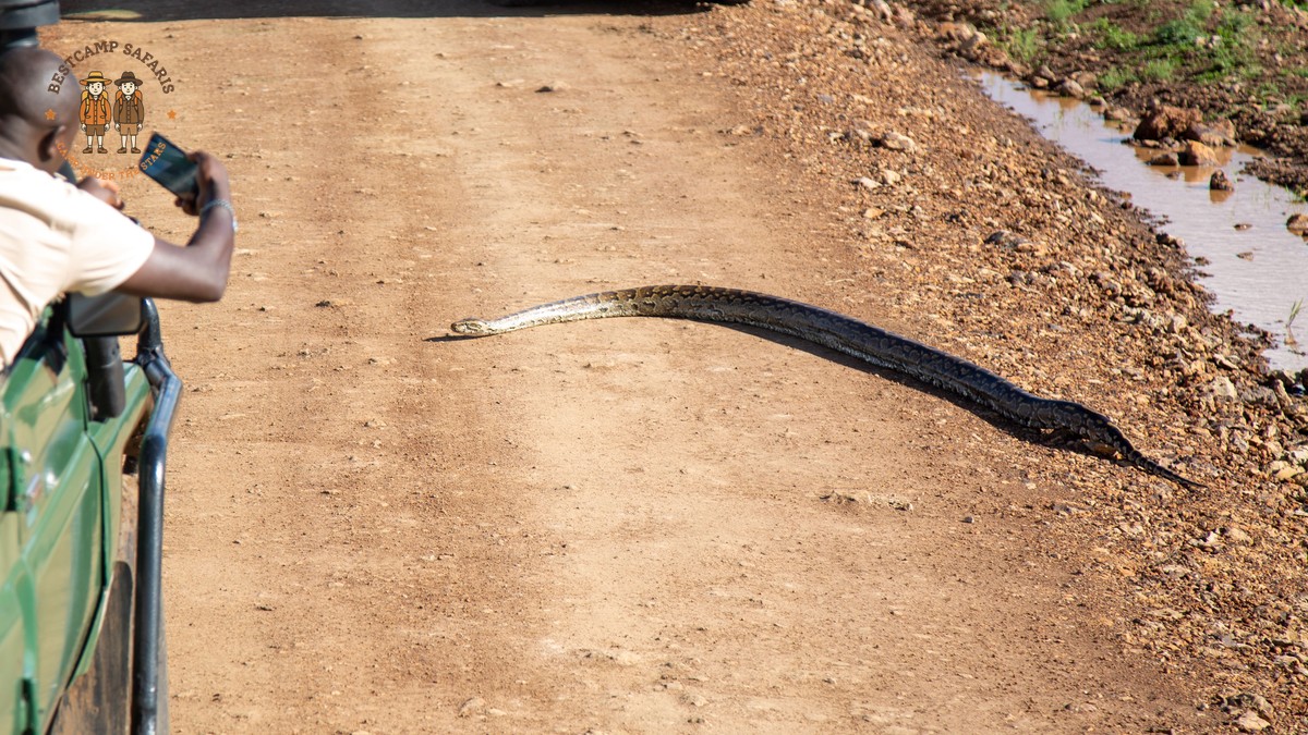 Kenya safari for Norwegian speakers: 7-Day NOK Costs - photo 2
