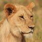 kenya safari shoulder season weather hero 1 85x85