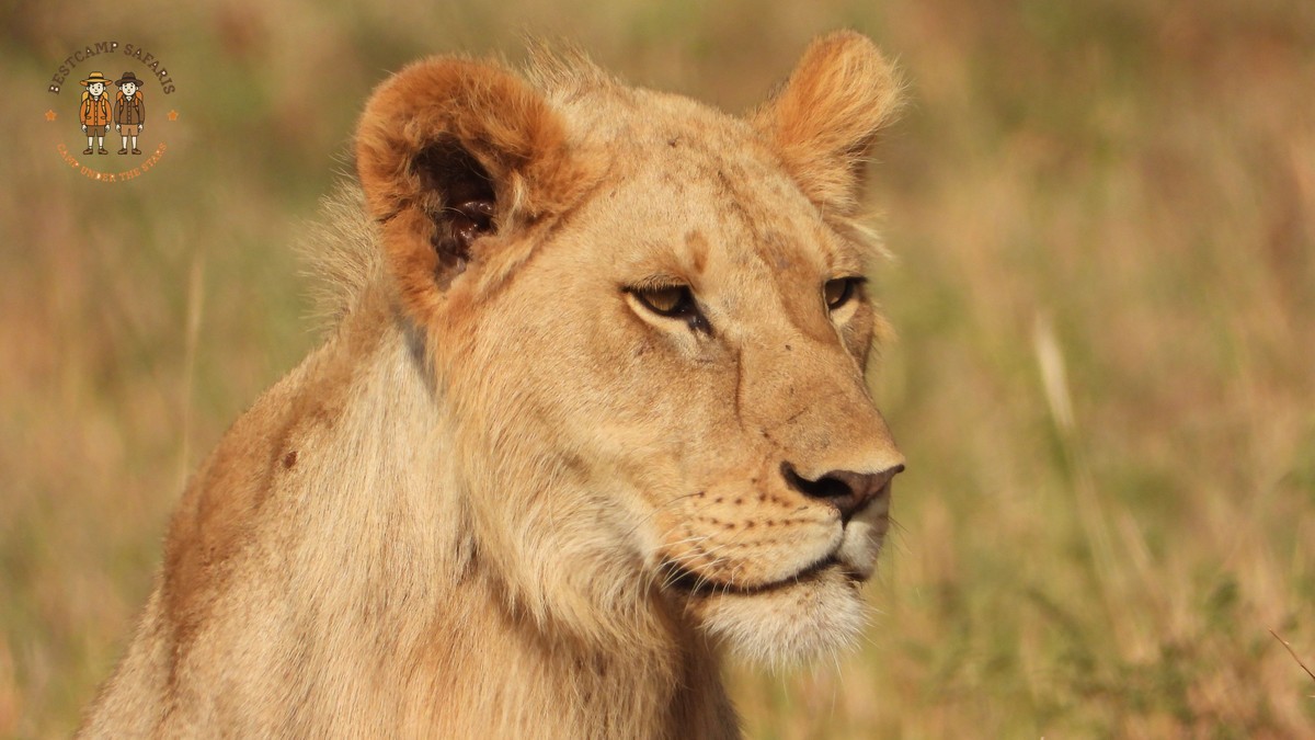 Chasing Dry Days: Kenya's Shoulder-Season Safari Weather -- Photo by Gal Shapira on Pexels