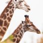 Kenya Safari for Swedish Speakers: What It Costs in SEK -- Photo by Charl Durand on Pexels