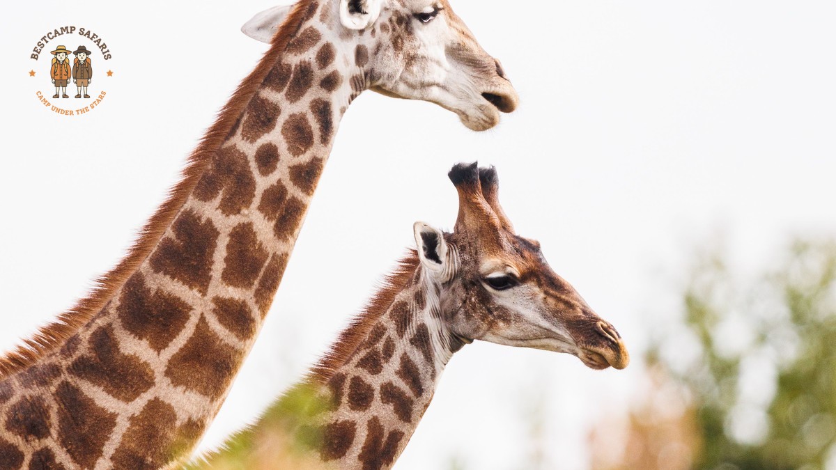 Kenya Safari for Swedish Speakers: What It Costs in SEK -- Photo by Charl Durand on Pexels