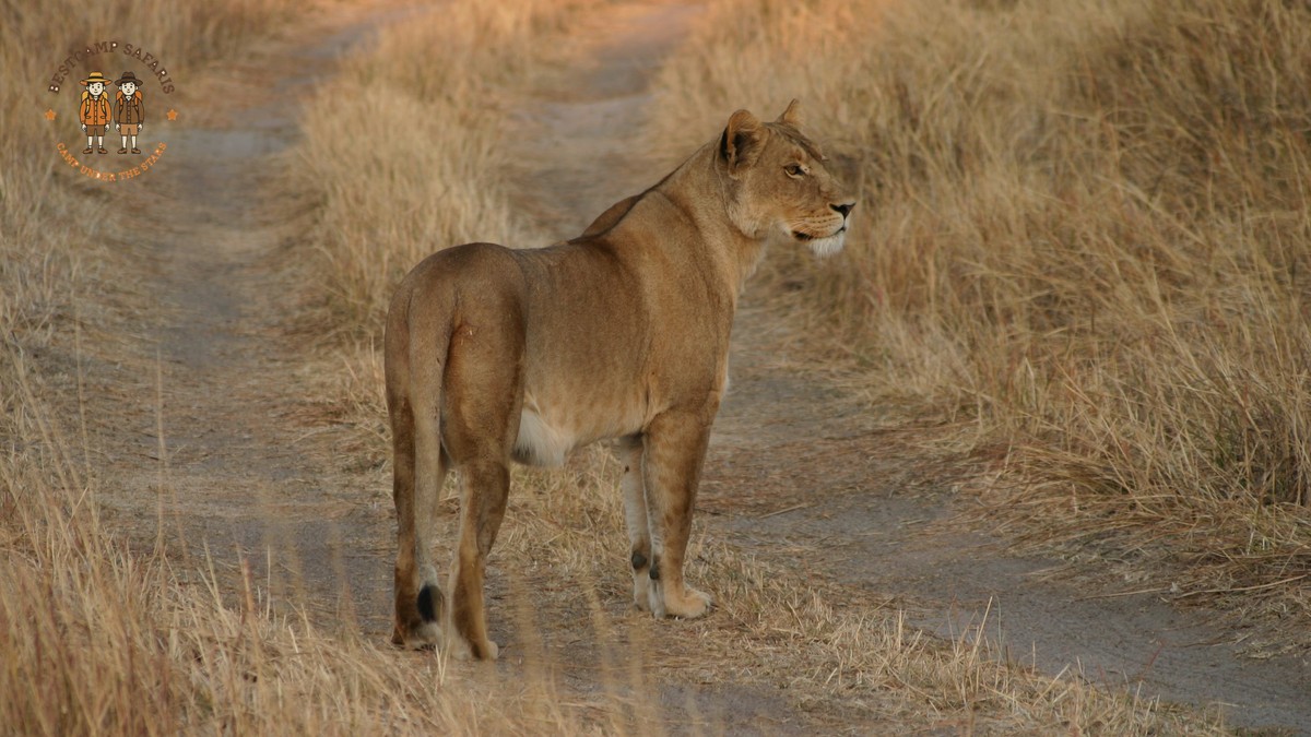 Kenya Safari for Swedish Speakers: What It Costs in SEK - photo 1