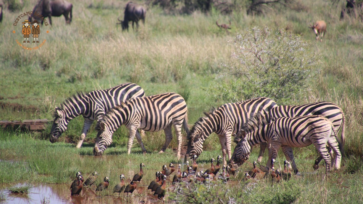Kenya Safari Ukrainian Speaking Travelers: 7-Day Cost -- Photo by Magda Ehlers on Pexels