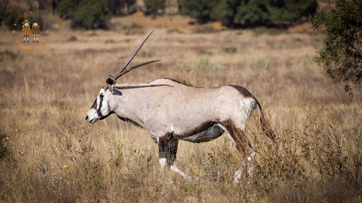 Kenya safari who decides vehicle seats: 6 clear rules -- Photo by Magda Ehlers on Pexels