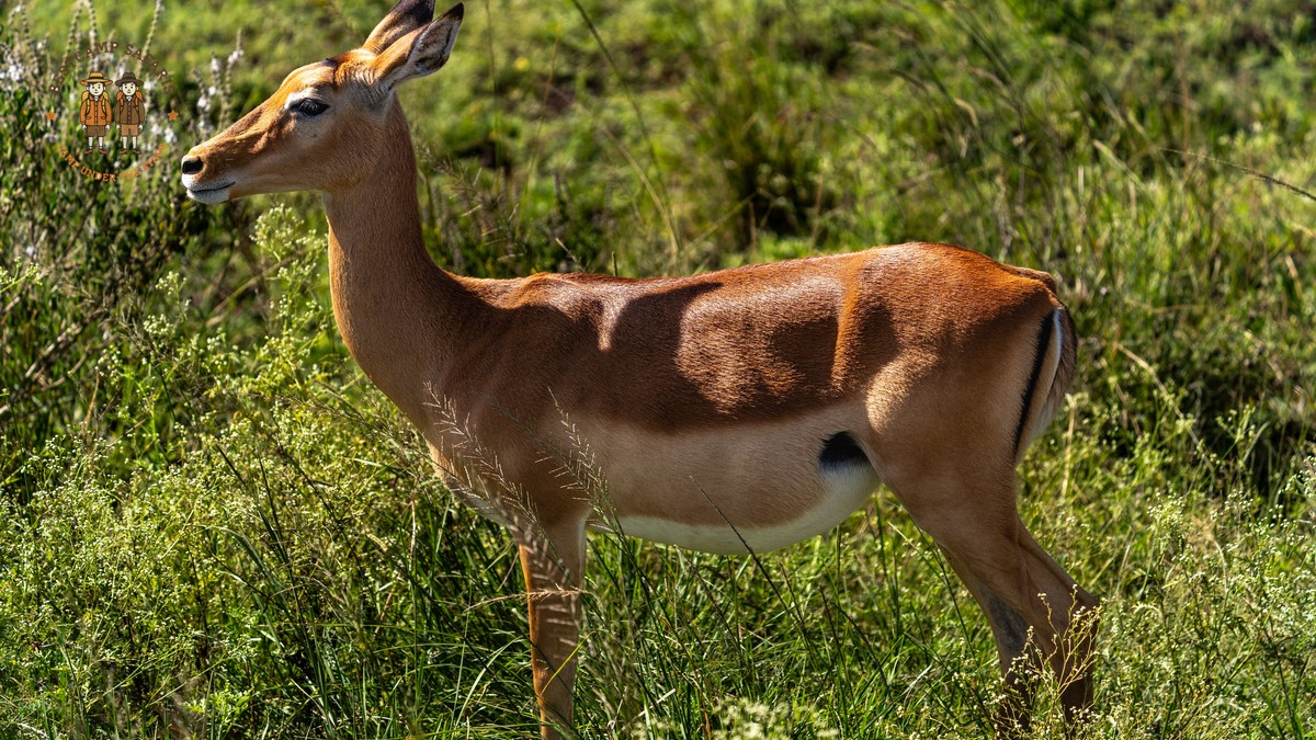 Kenya safari who decides vehicle seats: 6 clear rules - photo 2