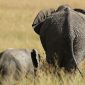 Laikipia Walking Safari Cost: $350-$1,100 Per Night -- Photo by agastya ambadi on Pexels