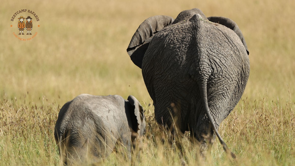 Laikipia Walking Safari Cost: $350-$1,100 Per Night -- Photo by agastya ambadi on Pexels