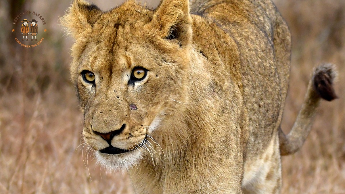 Laikipia Walking Safari Cost: $350-$1,100 Per Night - photo 2