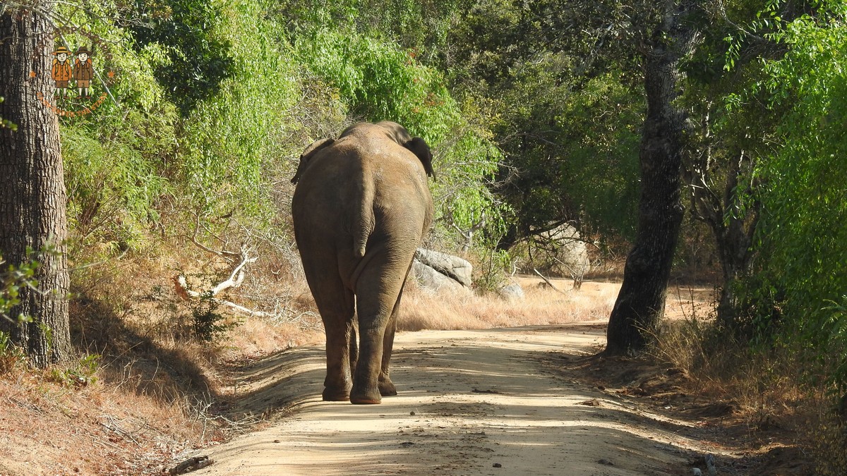 Loisaba walking safari cost: $90-$115 Per Walk - photo 1