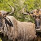 Masai Mara camping migration months: July to October -- Photo by Charl Durand on Pexels