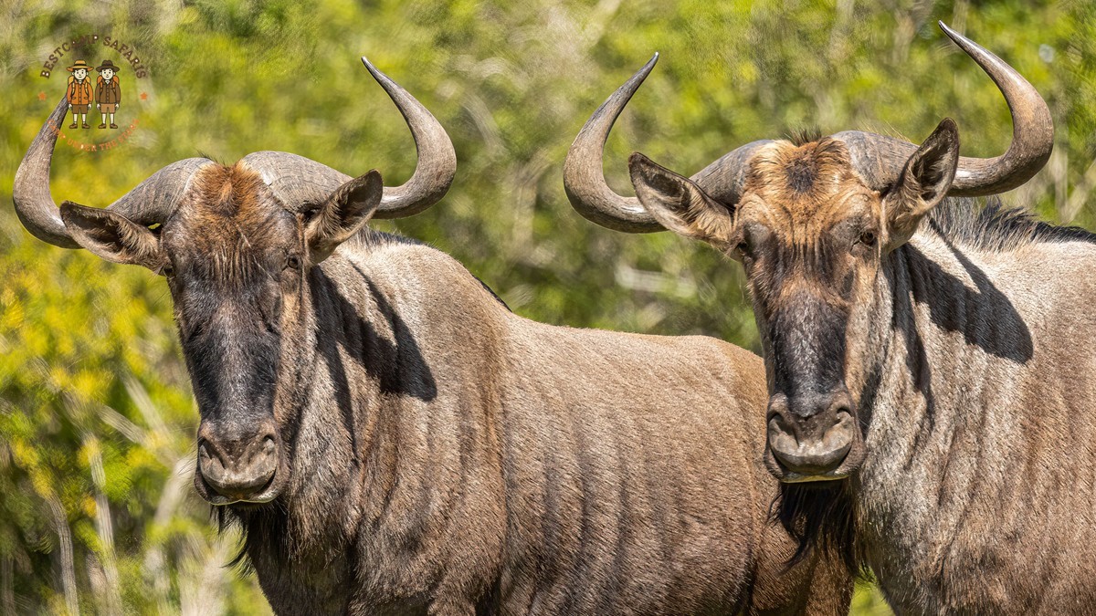 Masai Mara camping migration months: July to October -- Photo by Charl Durand on Pexels