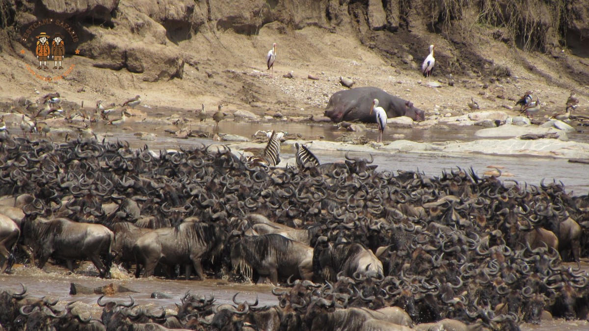 Masai Mara camping migration months: July to October - photo 1