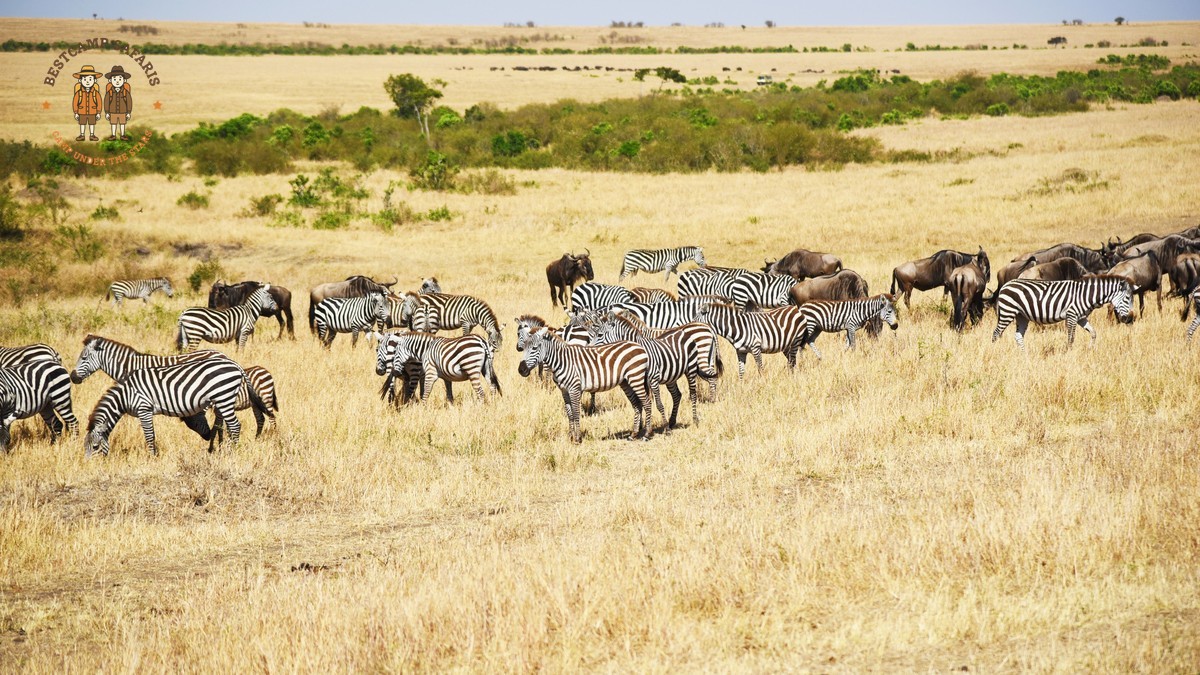 Masai Mara Migration Camp Location: 7 Best Areas -- Photo by Nancy Yu on Pexels