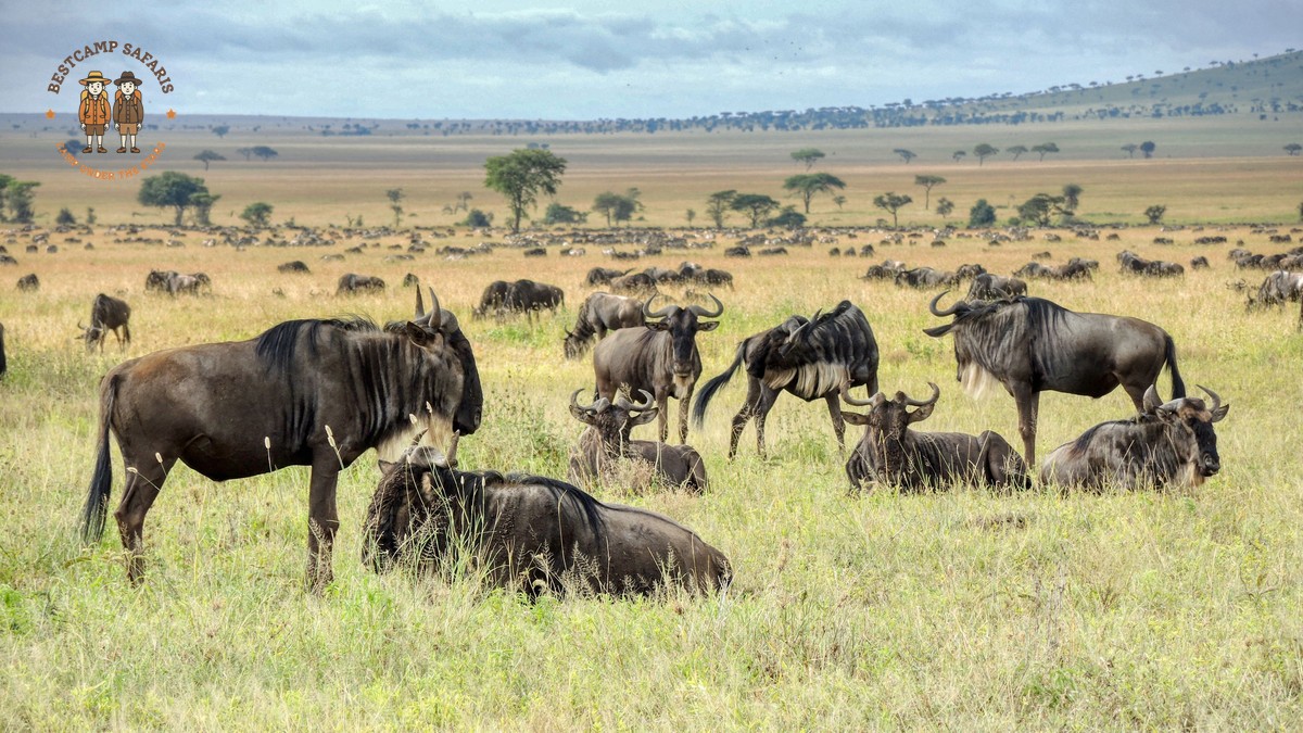 Masai Mara Migration Camp Location: 7 Best Areas - photo 1