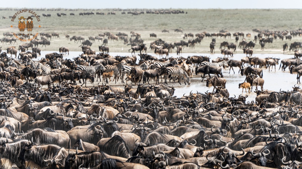 Masai Mara Migration Camping Guide: 7 Smart Choices -- Photo by Hugo Sykes on Pexels