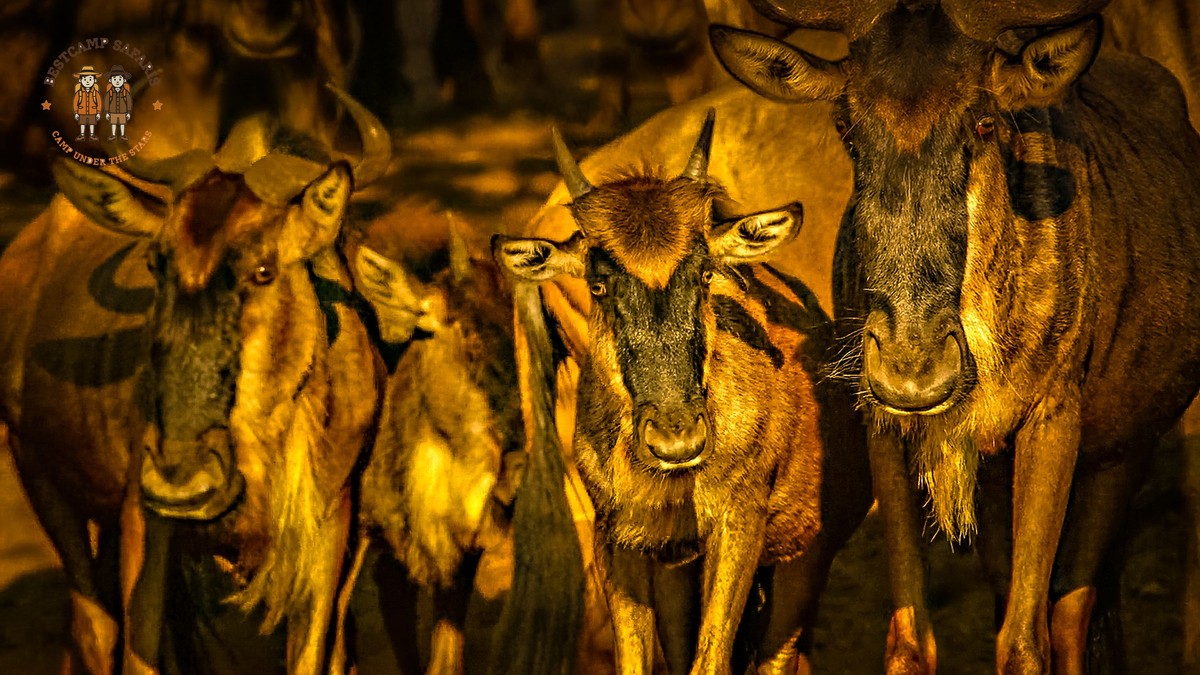Masai Mara Migration Camping Guide: 7 Smart Choices - photo 1